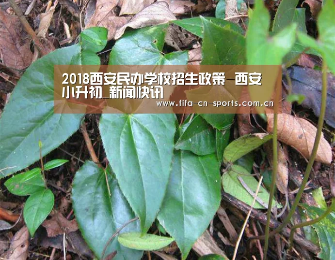 赛程时间
